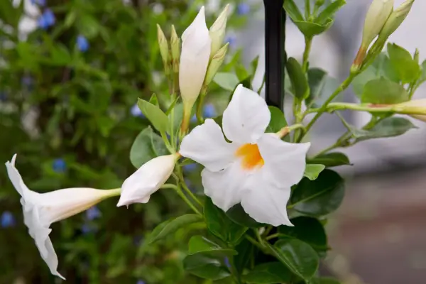 Mandevilla 'Rio White'
