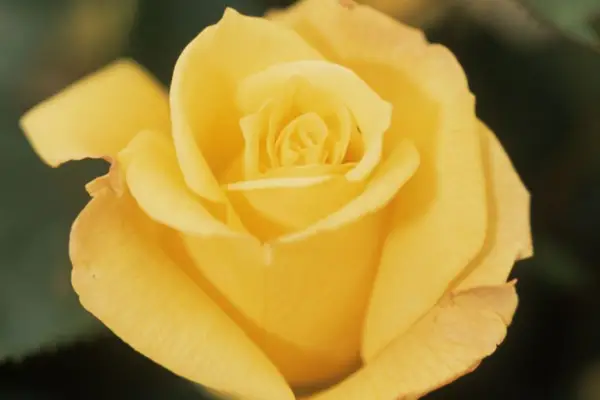 로사 '달콤한 기억'