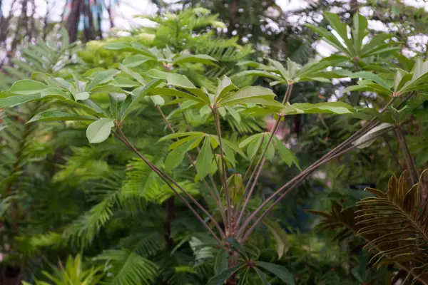 Schefflera Rhododendrifolia