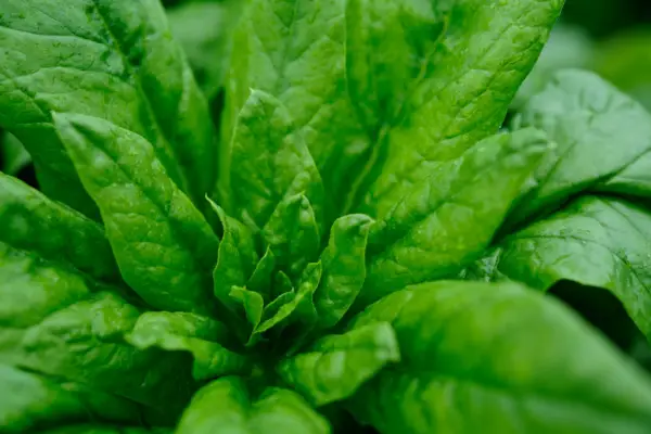 Spinacia oleracea 'Medania'