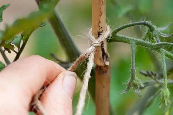 Support by tying in or staking