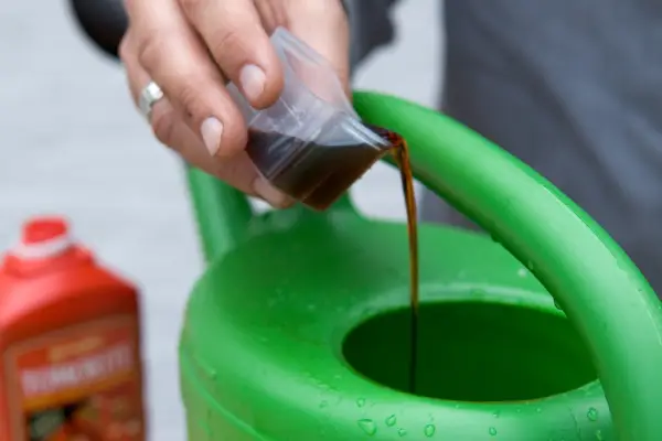 Feed regularly with a liquid feed