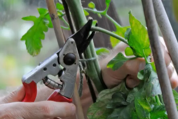 Remove dead or yellowing leaves