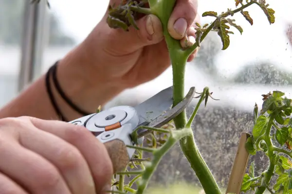 Stop the main stem to save plant energy