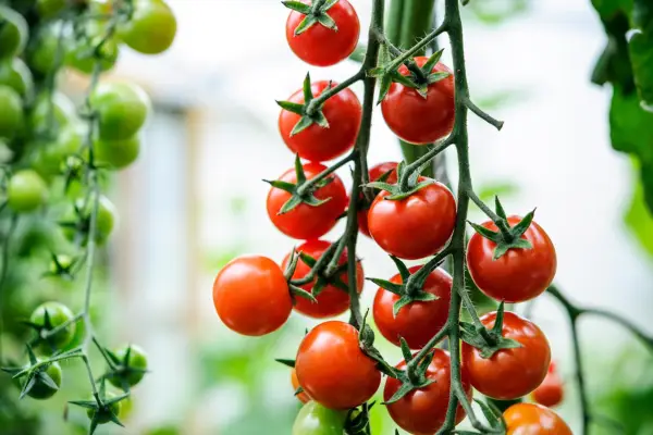 Harvest tomatoes with a lift and twist