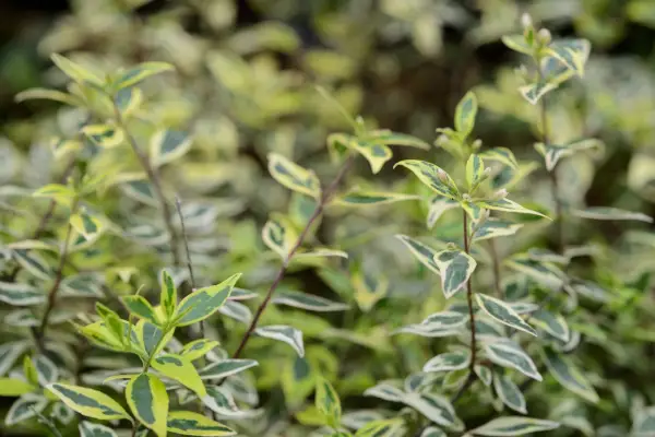 Abelia x Grandiflora 'Hopleys'（Hopleysシリーズ）