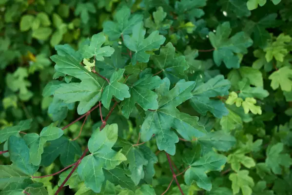 Acer campestre. Getty Images