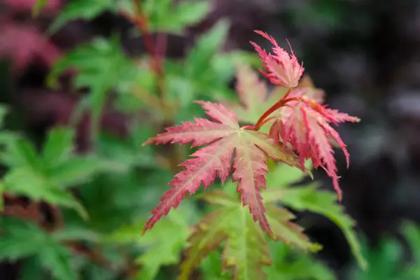 Acer Palmatum 'Sango-Kaki'