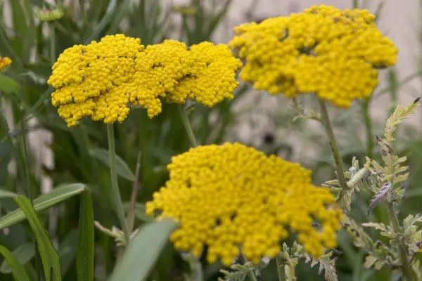 Achillea filipendulina 'klud af guld'