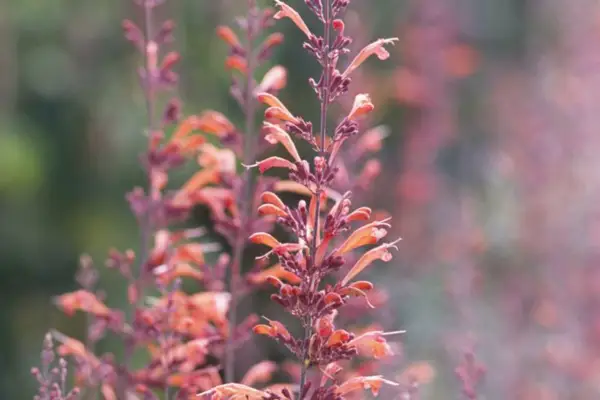 Agastache 'Sunset Apache'