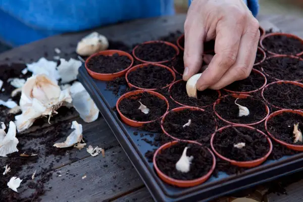Planting garlic
