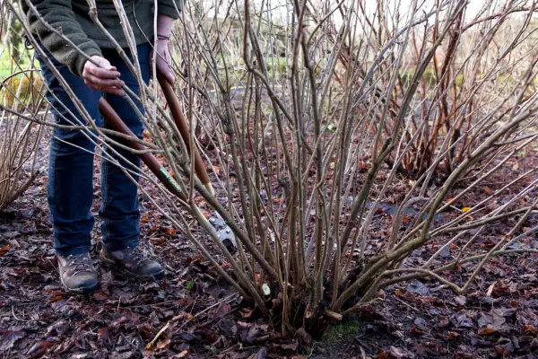 Planting blackcurrants