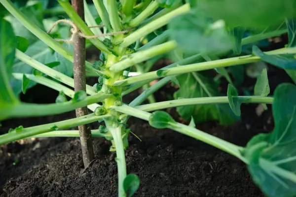 Pruning Brussels sprouts