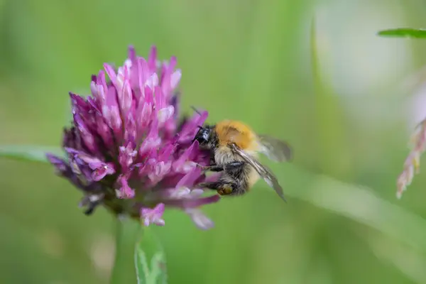 Red clover (Trifolium pratense) with common carder bee (Bombus pascuorum)