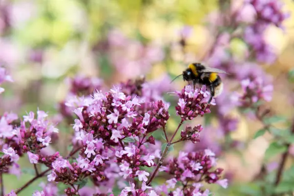 Wild marjoram (Origanum vulgare) with buff-tailed bumblebee (Bombus terrestris)