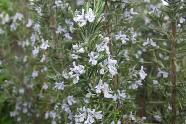 Rosemary (Rosmarinus officinalis) herb in flower