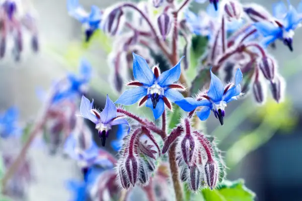 Borage (Borago officinalis) in flower