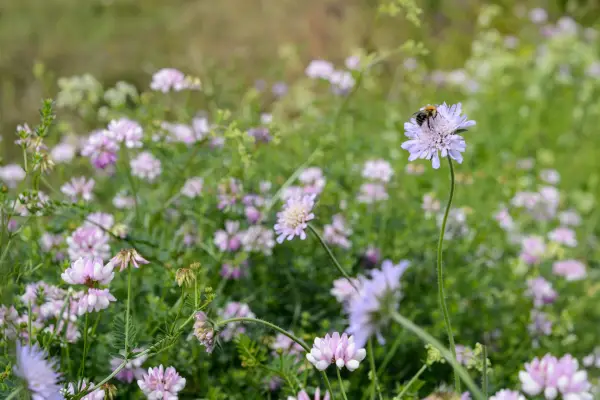 Scabious planted with crown vetch