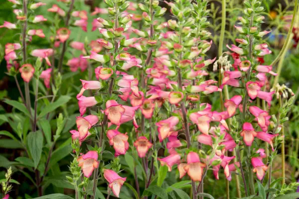 Foxglove (Digitalis 