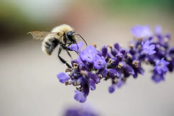 Common carder bee (Bombus pascuorum) on lavender (Lavandula angustifolia 