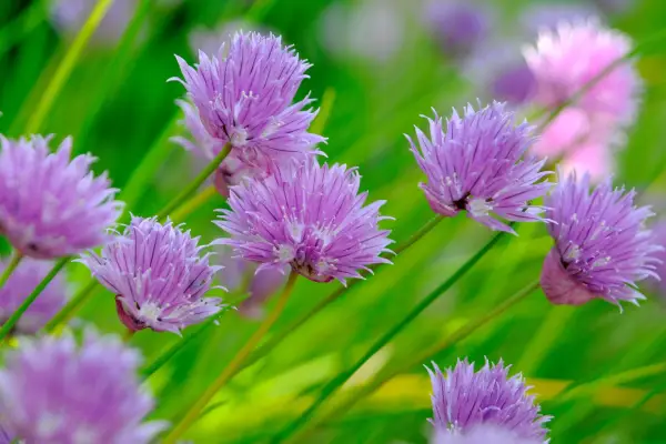 Herb chives (Allium schoenoprasum) growing in the garden