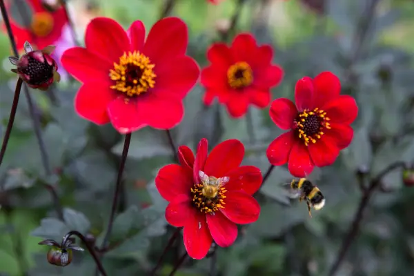 Single-flowered red dahlia 