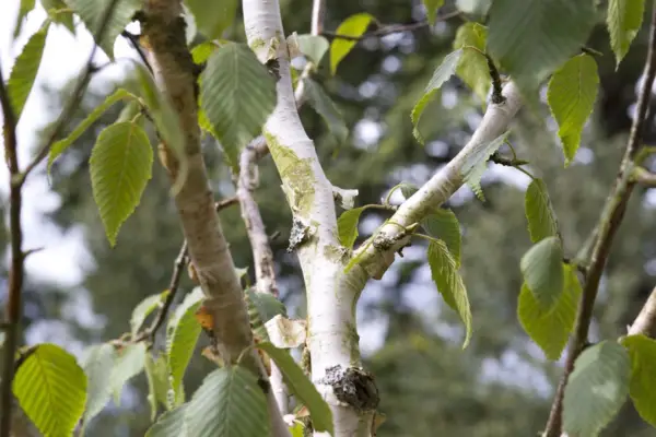 Betula Utilis var. Jacquemontii