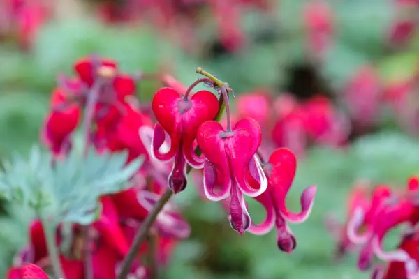 Blødende hjertesorter at vokse