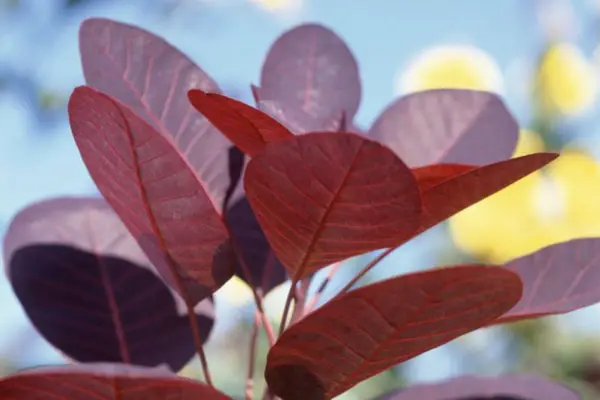 COTINUS COGGYGRIA „CLOAK VELVET”