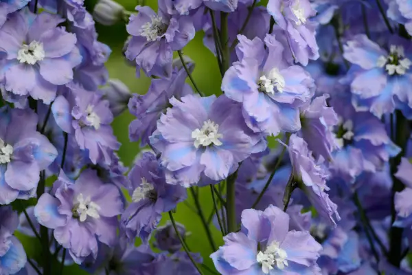 Delphinium 'spindrift'