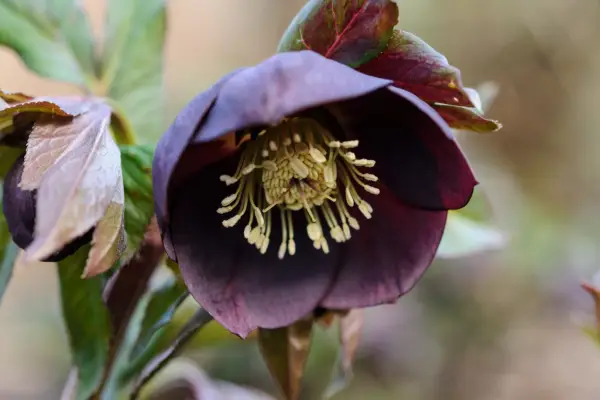 Helleborus x hybridus „záhradná čierna“