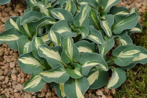 הוסטה 'עכבר שלג'