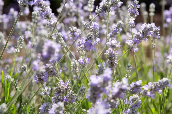 Dawn mycie „Blue Ice”