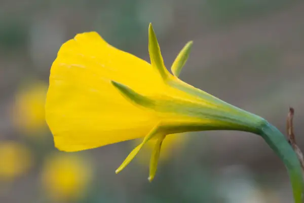 Narcisse Bulbocodium 'Golden Bells'