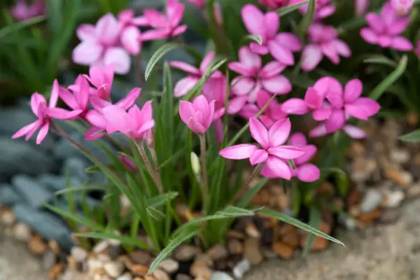 Rhodohypoxis baurii