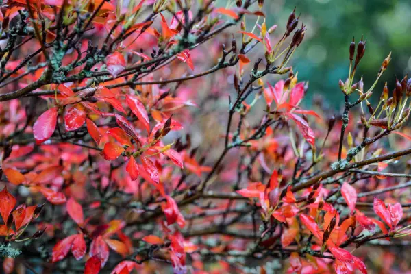 Buske, der ser godt ud i november