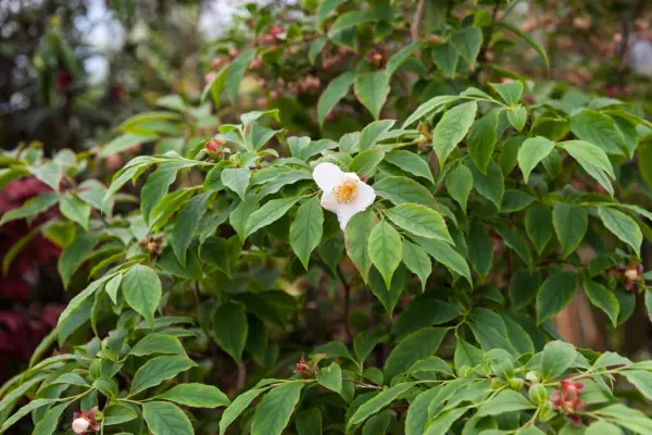 Stewartia monadelpha