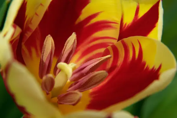 Príďte „Mickey Mouse“