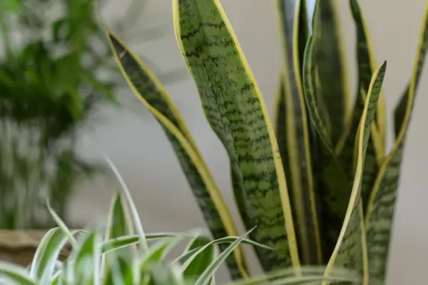 Sansevieria trifasciata var. laurentii