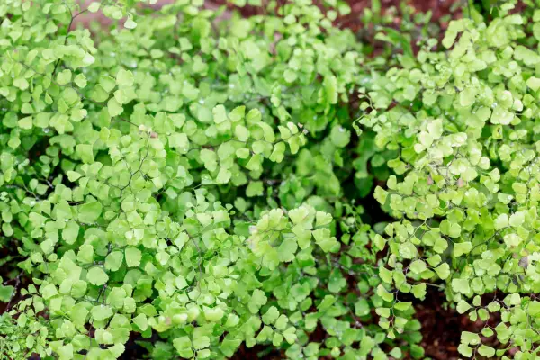 Best houseplants to grow - maidenhair fern