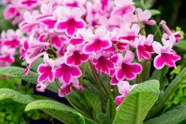 Bet houseplants to grow - streptocarpus