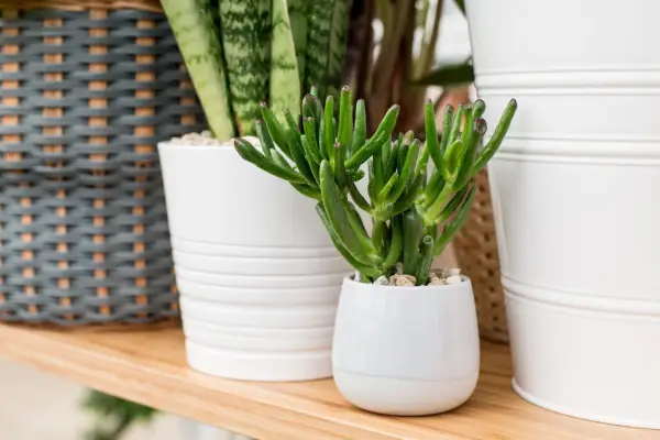 Best houseplants to grow - Crassula 
