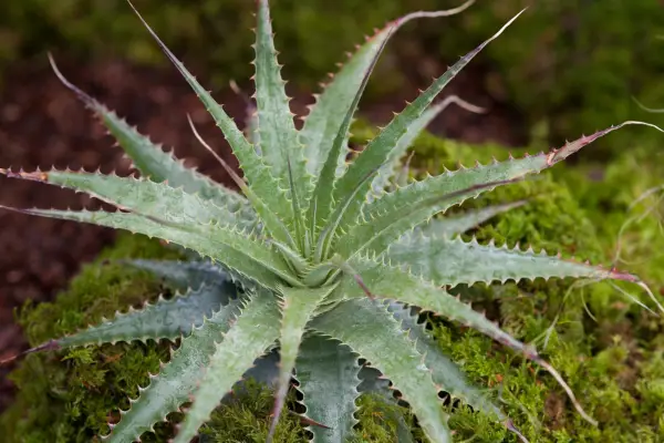 Best houseplants to grow - Deuterocohnia lanata