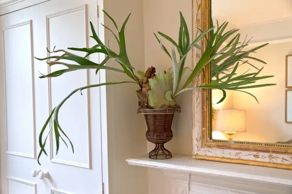 Best houseplants to grow - staghorn fern