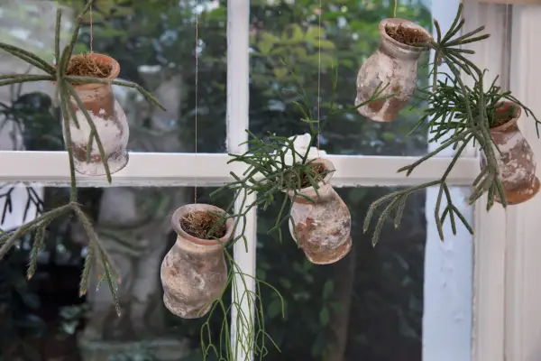 Best houseplants to grow - Rhipsalis