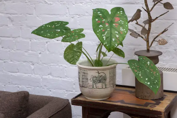 Best houseplants to grow - Caladium Bicolor
