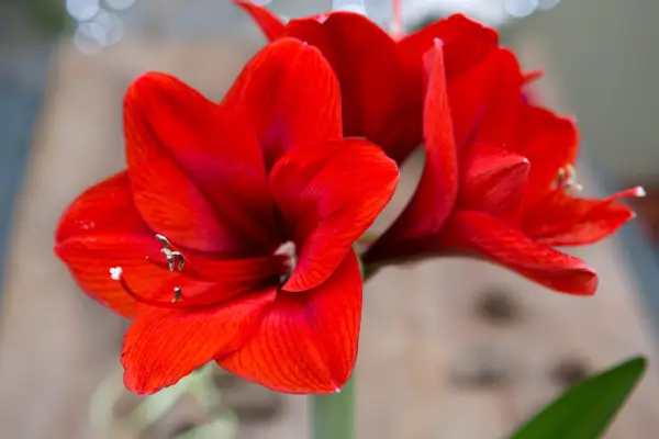 Best houseplants to grow - hippeastrum