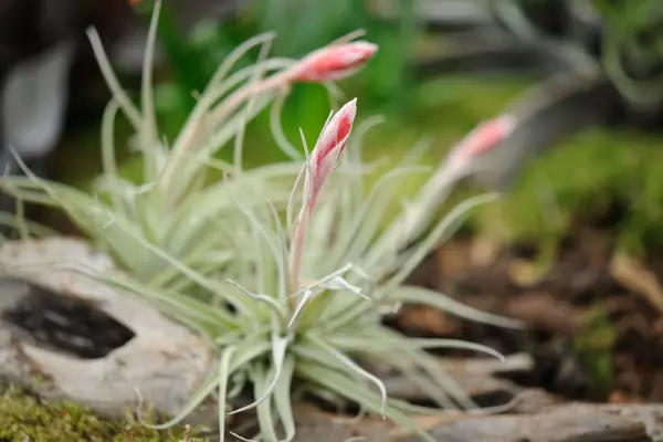 Tillandsia 