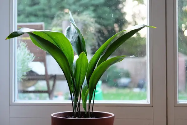 Aspidistra elatior