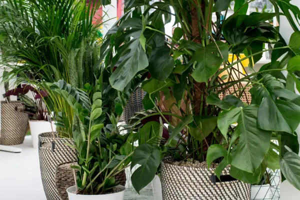 Swiss cheese plant, Monstera deliciosa